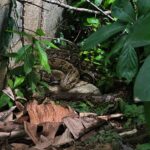 Serpiente se escapa en Hato Viejo mientras Bomberos intentaban rescatarla